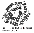 Text Box:  Fig. 1.  The double-a6-barrel structure of C-K17. 