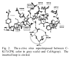 Text Box:  Fig. 2.  The active sites superimposed between C-K17(CPK color in gray scale) and CelA(gray).  The inserted loop is circled.