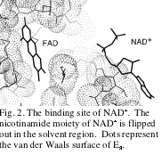 Text Box:  Fig. 2. The binding site of NAD+.  The nicotinamide moiety of NAD+ is flipped out in the solvent region.  Dots represent the van der Waals surface of E3.