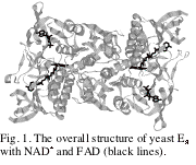 Text Box:  Fig. 1. The overall structure of yeast E3 with NAD+ and FAD (black lines).