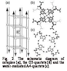 Text Box:  Fig. 2. The schematic diagram of octaplex (a), the G5-quartets (b) and the water-mediated A4-quartets (c).